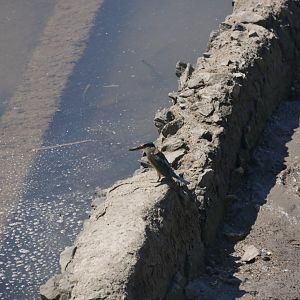 Sacred Kingfisher -  Todiramphus sanctus