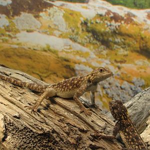 Bibron's Agama (Agama bibronii)