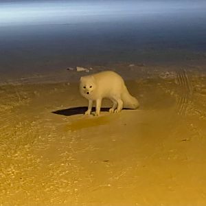 Arctic Fox - Alaska