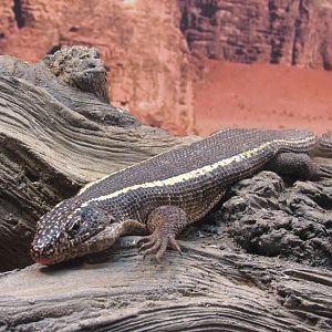 Giant Plated Lizard (Matobosaurus validus)
