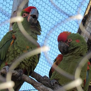 Red-fronted Macaw (Ara rubrogenys)