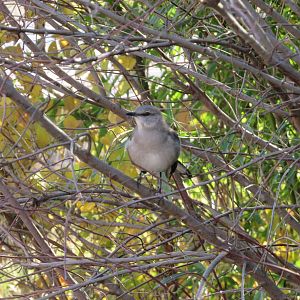 Wild Northern Mockingbird