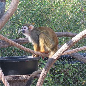 Common Squirrel Monkey