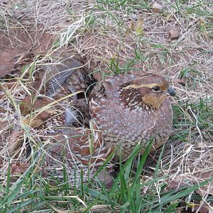 Northern Bobwhite