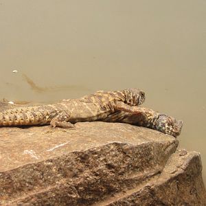 Ornate Uromastyx (Uromastyx ornata)