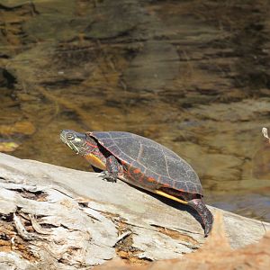 Western Painted Turtle (Chrysemys picta)