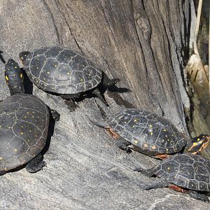 Spotted Turtle (Clemmys guttata)
