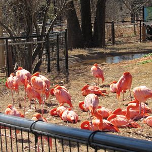 Caribbean Flamingos (Phoenicopterus ruber)