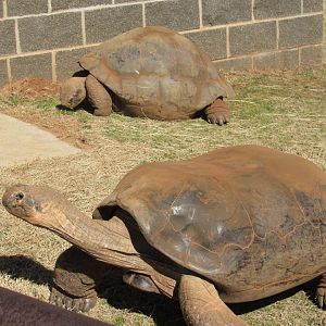 Galapagos Tortoises (Volcan Alcedo) (Chelonoidis vandenburghi)