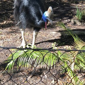 Casuarius casuarius (Southern Cassowary)