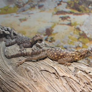 Bibron's Agama (Agama bibronii)