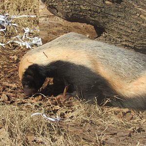 Honey Badger (Mellivora capensis)