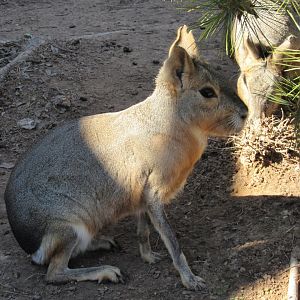 Patagonian Cavy