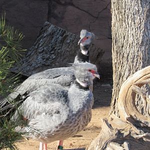 Southern Screamer pair