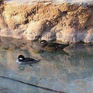 Wood Duck and Bufflehead