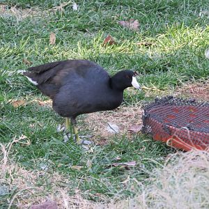 American Coot
