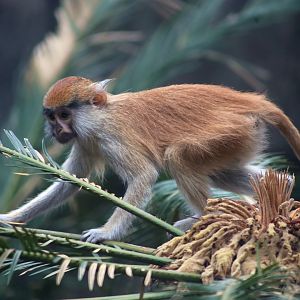 Baby Patas Monkey