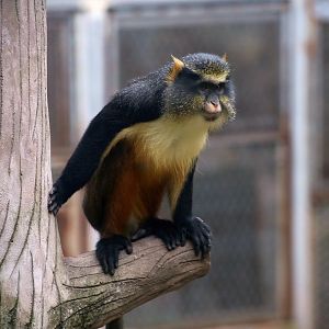 Wolf's Guenon (Cercopithecus wolfi)