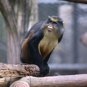 Wolf's Guenon (Cercopithecus wolfi)