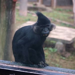 Black Crested Mangabey (Lophocebus aterrimus)