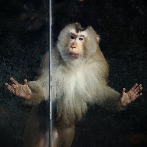 Northern Pig-tailed Macaque (Macaca leonina)