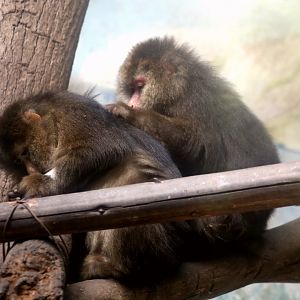 Tibetan Macaque (Macaca thibetana)