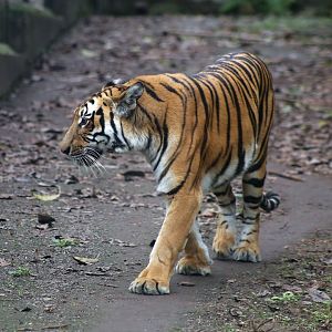 South China Tiger