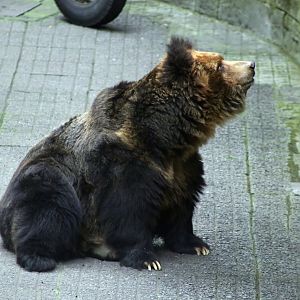 Tibetan Blue Bear (Ursus arctos pruinosus)