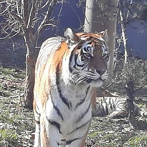 Zoya guarding the cubs