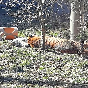 Zoya and the Cubs Napping