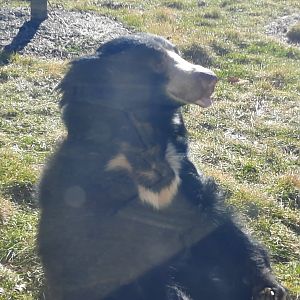 Sloth Bear Posing