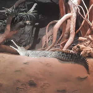 Basking Gharial
