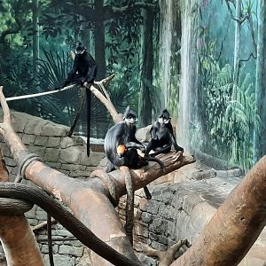 Francois Langur with baby