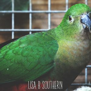 Australian King Parrot