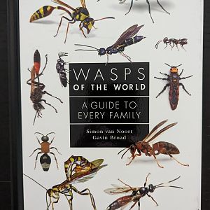 Wasps of the World: A Guide to Every Family