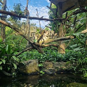Proboscis Monkey/ Common Muntjac exhibit