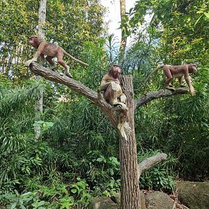 Proboscis Monkey tree