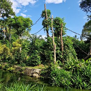 Buff-cheeked gibbon exhibit