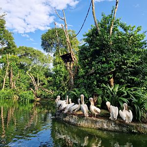 Great white pelican Island