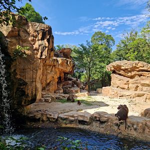 Hamadryas Baboons / Nubian Ibex exhibit