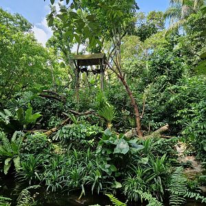 Black and Gold Howler Monkey exhibit