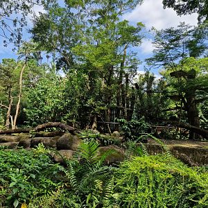 De Brazza’s Monkey exhibit