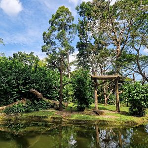Eastern Black  and White Colobus exhibit
