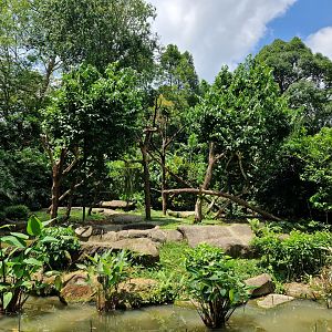 Red - capped Mangabey exhibit