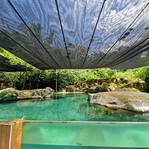 California Sea Lion exhibit