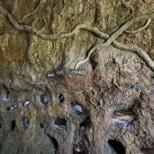 Naked Mole-rat exhibit