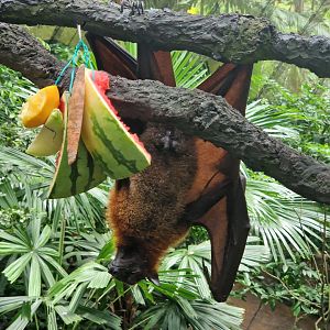 Flying Fox, Fragile Forest