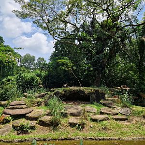 African Lion exhibit