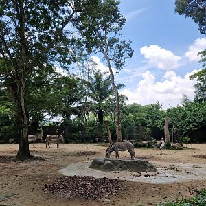 Grevy's Zebra exhibit