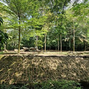 African Wild Dogs exhibit